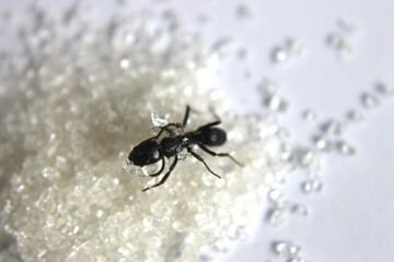 Black Carpenter Ant. Ants face photo macro Close-up. Big camponotus cruentatus ant posing on sugar snack. Ant queen portrait.	
