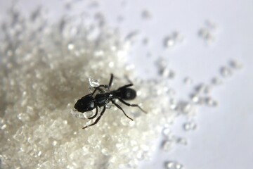 Black Carpenter Ant. Ants face photo macro Close-up. Big camponotus cruentatus ant posing on sugar snack. Ant queen portrait.	