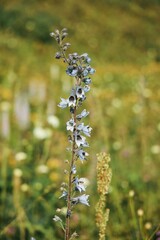 Wild plants and herbs growing in the mountains of the Caucasus. Rare flora, medicinal wild plants. Specially protected area of the reserve