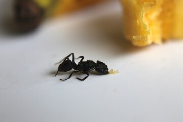 Black Carpenter Ant. Ants face photo macro Close-up. Big camponotus cruentatus ant posing on...