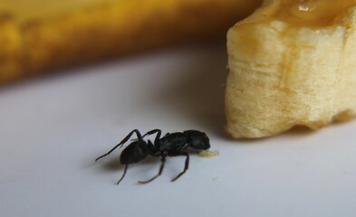 Black Carpenter Ant. Ants face photo macro Close-up. Big camponotus cruentatus ant posing on banana. Ant queen portrait.	
