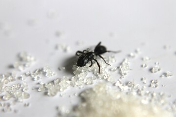 Black Carpenter Ant. Ants face photo macro Close-up. Big camponotus cruentatus ant posing on sugar snack. Ant queen portrait.	