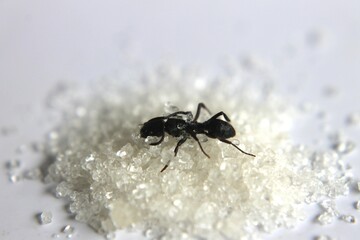 Black Carpenter Ant. Ants face photo macro Close-up. Big camponotus cruentatus ant posing on sugar snack. Ant queen portrait.	