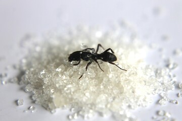 Black Carpenter Ant. Ants face photo macro Close-up. Big camponotus cruentatus ant posing on sugar snack. Ant queen portrait.	