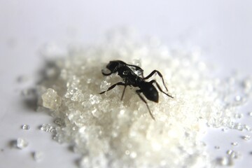 Black Carpenter Ant. Ants face photo macro Close-up. Big camponotus cruentatus ant posing on sugar snack. Ant queen portrait.	