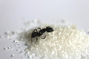Black Carpenter Ant. Ants face photo macro Close-up. Big camponotus cruentatus ant posing on sugar snack. Ant queen portrait.	