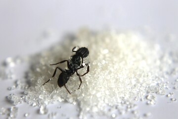 Black Carpenter Ant. Ants face photo macro Close-up. Big camponotus cruentatus ant posing on sugar...