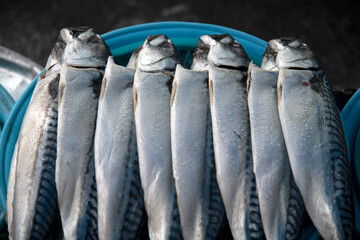 View of the mackerels on sale in the market