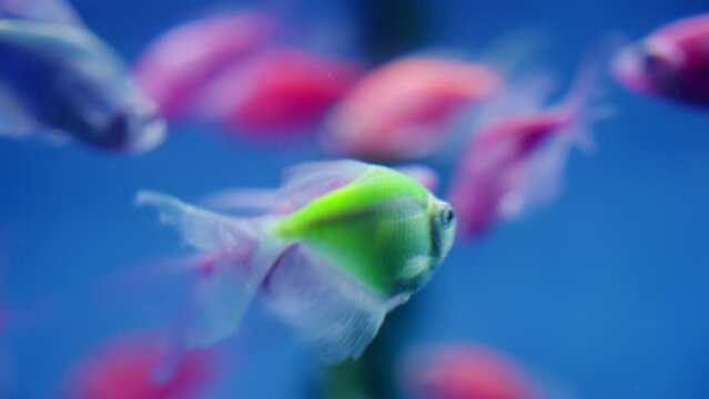 Close-up of group of colorful GMO GloFish swimming in aquarium water