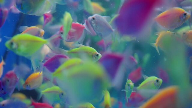 Many Colorful GloFish In Aquarium, Fluorescently Colored Genetically Modified Fish