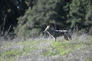 Young Coyote on a Prowl