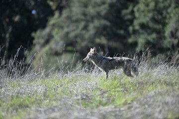 Young Coyote on a Prowl