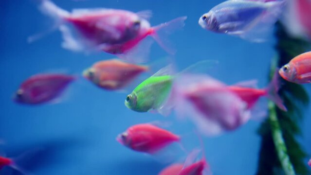 Colorful GloFish Species In Aquarium, Fluorescently Colored Genetically Modified Fish