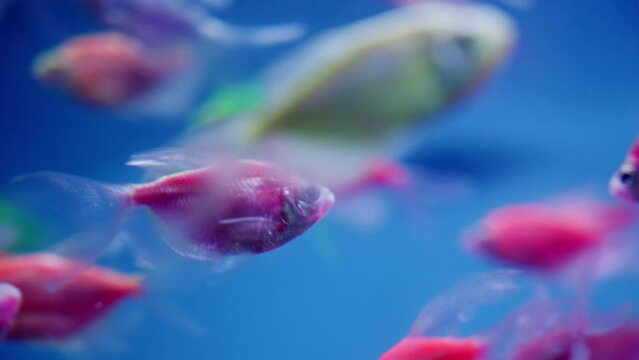 GloFish Fluorescently Colored Genetically Modified Aquarium Fish, Close Up