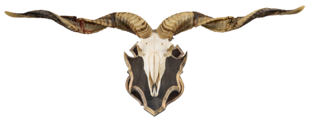 Long horns Racka sheep isolated on white background, Goat Skull and Lamp horns isolated on white background PNG File.