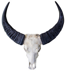 Buffalo skull and Buffalo horns isolated on white background, Buffalo horns isolated on white background PNG file.
