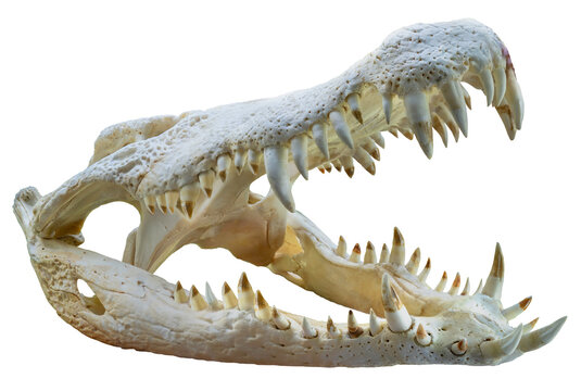 Crocodile skull with sharp fangs isolated on white background, Crocodile or Alligator skull isolated on white background PNG File.