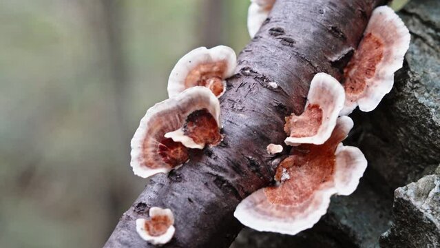 Close-up of mushrooms growing on a forest tree branch, detailed textures evident