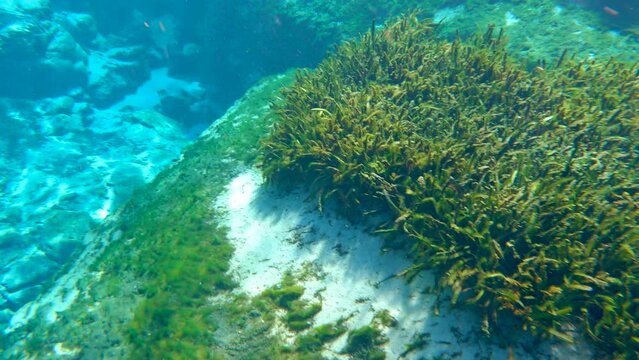 Florida Alexander Springs underwater caves wildlife. Fresh water vegetation and wild fish. Beautiful tropical nature