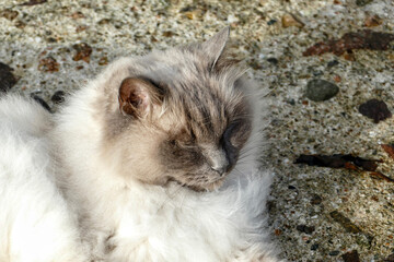 Portrait of an adorable street cat