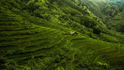 Poster The scene of terraced rice fields cascading down the mountainside is a mesmerizing tapestry of green hues. Each tier of the terraced fields seems to meld seamlessly into the next © NGUYEN