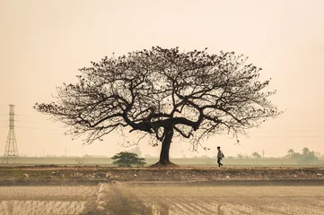 Foto op Canvas  As villager stroll along the village path, they are enveloped by the rustic charm of their surroundings. Fields of vibrant green stretch out before them © NGUYEN