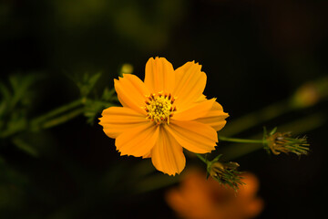 yellow flower on black background. yellow cosmos