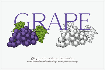 hand drawn grape fruit illustration