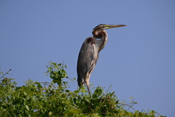 A purple heron is seen sitting on the top branches of a tree