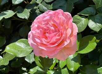 Beautiful rose flower pink delicate petals