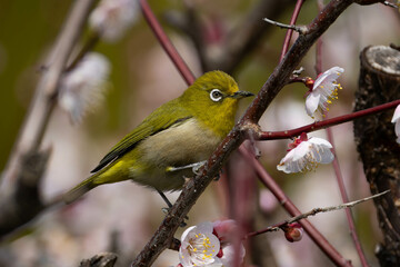 花に集まる虫を食べに来たメジロ
