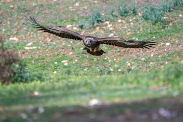 Beautiful close-up portrait of a golden eagle flying low over the grass having detected prey in the forests of Sierra Morena, Andalusia, Spain, Europe