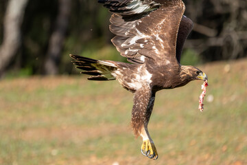 Beautiful close-up portrait of a golden eagle flying low to the ground with a piece of meat in its beak with nature out of focus in the background in the forests of Sierra Morena, Andalusia, Europe
