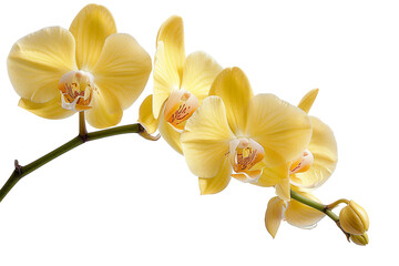 Naklejka na ściany i meble Sunshine Yellow Orchid Bloom on Transparent Background.