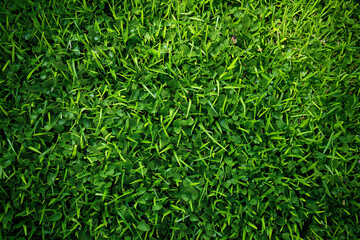 Green natural organic grass background and texture