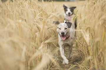 
Two dogs are running across the barley field, their tails wagging with excitement as they bound...