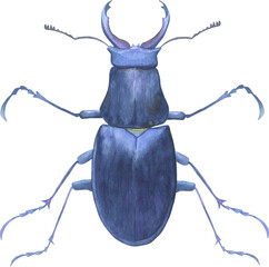Watercolor beetle illustration isolated on a white background. Hand-drawn insect, botanical style