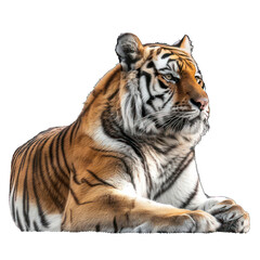 side view of tiger transparent isolated on white png