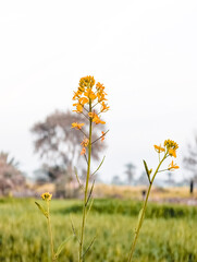 flowers on a field