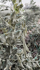  From Seed to Supper The Potential Held Within a Pea Pod.