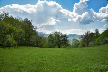 Forest in the mountains of the Ukrainian Carpathians