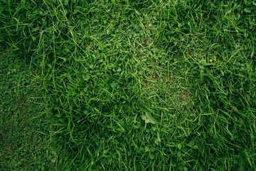 Green natural organic grass background and texture - obrazy, fototapety, plakaty