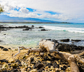 Fototapeta na wymiar Driftwood on The Volcanic Shoreline of Anaehoʻomalu Bay, Hawaii Island, Hawaii, USA