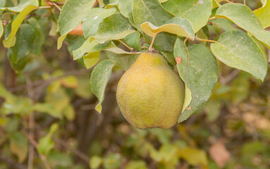 Membrillo, Cydonia oblonga, colgando de la rama del árbol. El fruto antes de madurar es verdoso y...