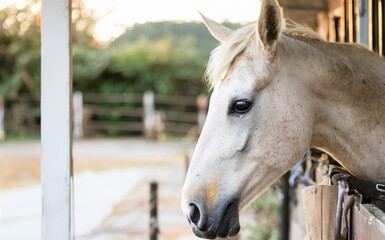 Side view of horse at the farm stables