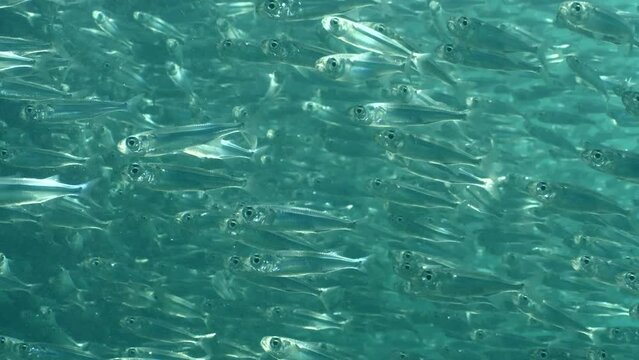 silversides   underwater  Atherina boyeri close up