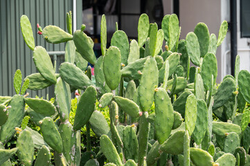Opuntia cactus growing in the garden. Opuntia cactus can use as a natural agricultural fence and to...
