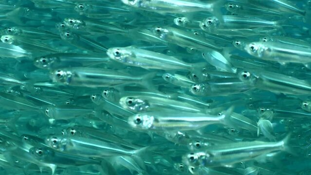 silversides atherinas underwater silverside fish school Atherina boyeri)