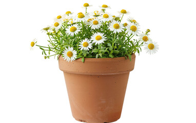 Blooming Beauty: The Daisy Pot isolated on transparent Background