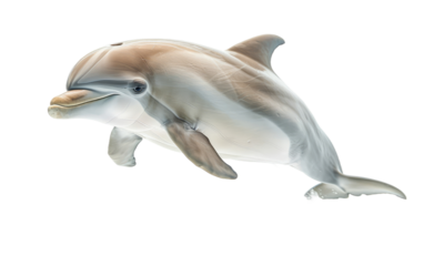Marine Mammal Delight: The Dolphin isolated on transparent Background